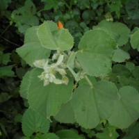 Abutilon pannosum (G.Forst.) Schltdl.